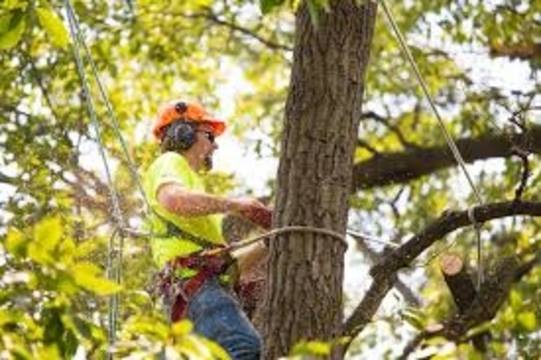 Detroit Tree Service business image in Detroit, MI